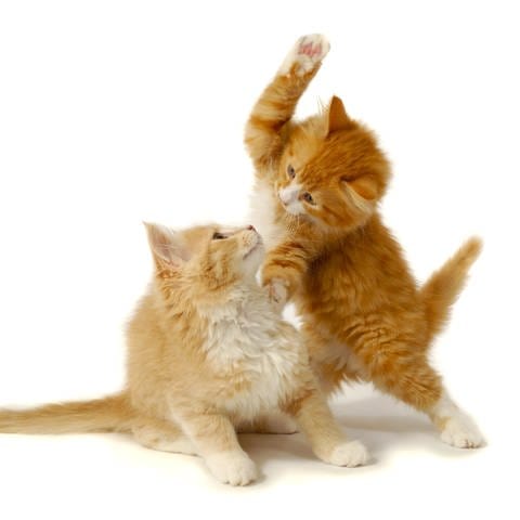 Süße Kätzchen kämpfen: Katzen sind soziale Typen sind. Die beiden lieben und streiten sich. (Foto: Colourbox)