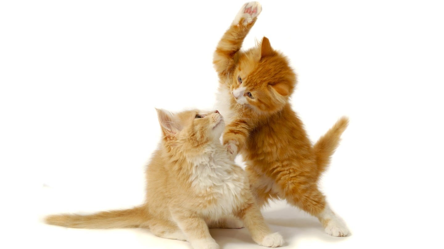 Süße Kätzchen kämpfen: Katzen sind soziale Typen sind. Die beiden lieben und streiten sich. (Foto: Colourbox)