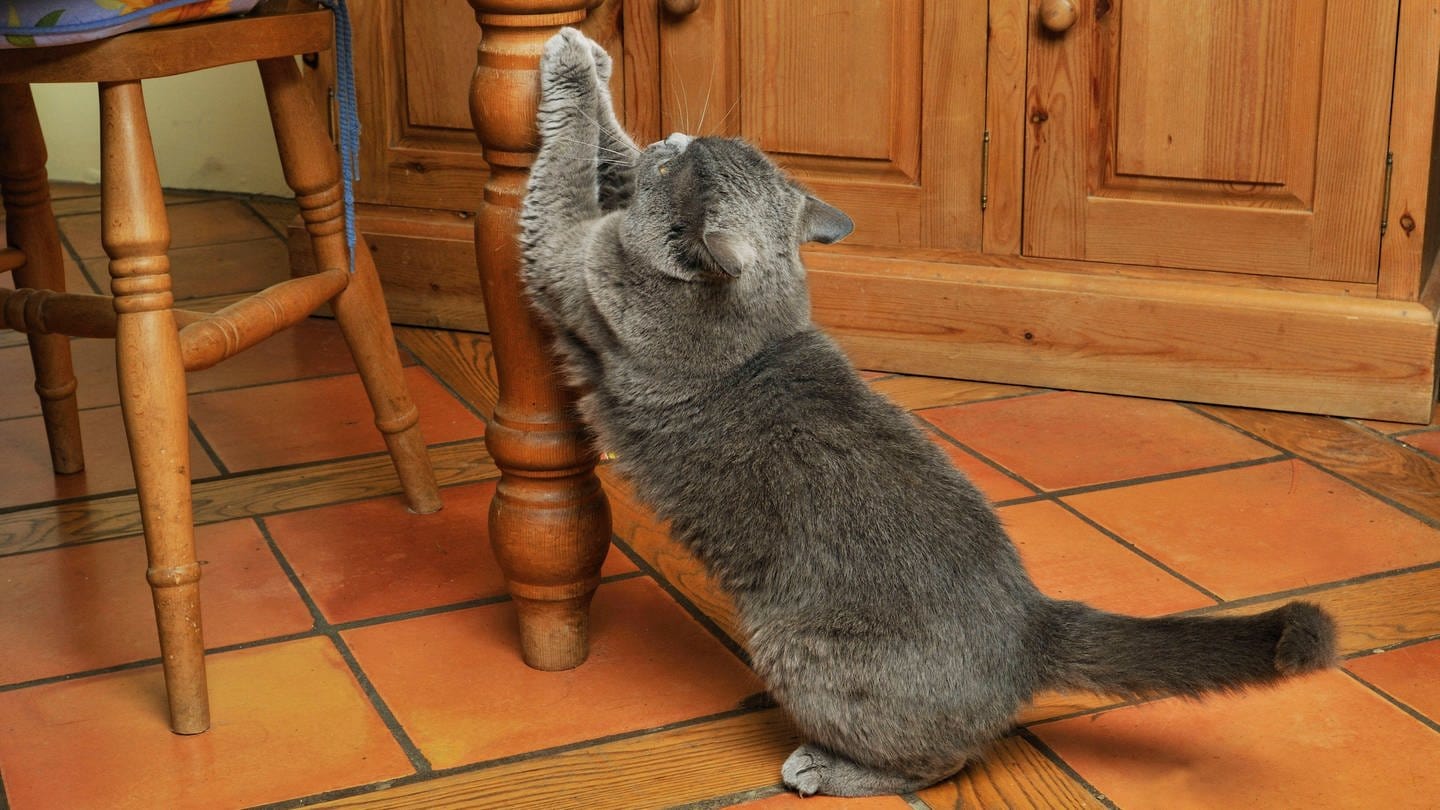 Katze kratzt am Tischbein: Oft werden Möbel als Kratzgelegenheit missbraucht (Foto: IMAGO, IMAGO / Ardea)