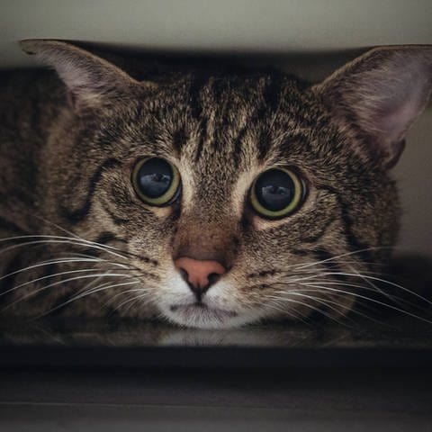 Ängstliche Katze liegt mit großen Augen unter dem Schrank: Bei sehr schreckhaften Katzen sollte über eine medizinische Behandlung nachgedacht werden (Foto: IMAGO, IMAGO / Westend61)