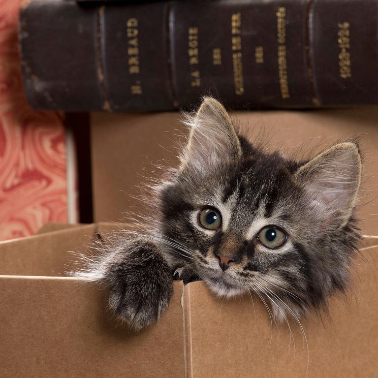 Katze schaut aus einem Pappkarton: Die Liebe zu kleinen abgeschlossenen Räumen führt dazu, dass sich Katzen in Pappkartons sauwohl fühlen (Foto: IMAGO, IMAGO / Ardea)