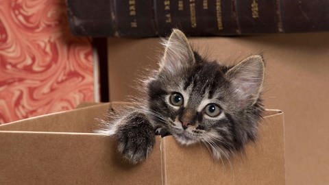 Katze schaut aus einem Pappkarton: Die Liebe zu kleinen abgeschlossenen Räumen führt dazu, dass sich Katzen in Pappkartons sauwohl fühlen (Foto: IMAGO, IMAGO / Ardea)