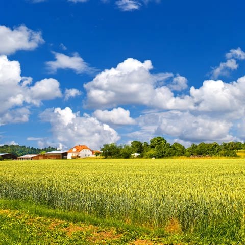 Weizenfeld mit Wohnhaus unter strahlend blauem Himmel mit weißen Wolken: Der Familienname "Kämpfer" geht auf das Wort "Kamp" zurück für "Feld". Er bezieht sich also auf jemanden, der an einem Feld gewohnt hat. (Foto: Colourbox)