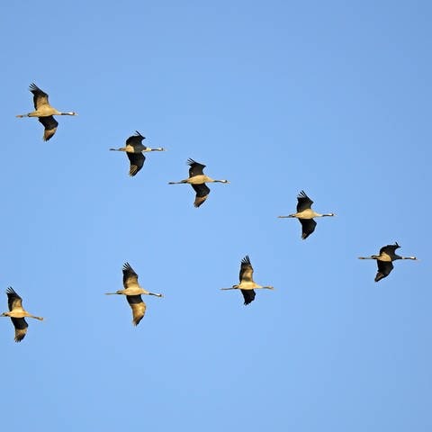 Kraniche fliegen in V-Formation: Der Vogel, der vorne fliegt, muss mehr Energie aufwenden als die anderen (Foto: IMAGO, IMAGO / blickwinkel)