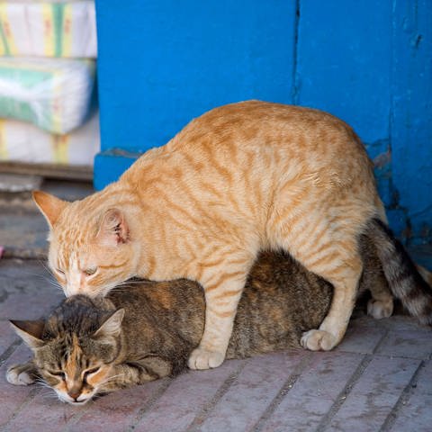 Katze sitzt auf Katze: Dieses Aufsteigeverhalten kann von Katze oder Kater begangen werden. Es ist eine Rangdemonstration, die allerdings bei Weibchen nicht so ausgeprägt ist. (Foto: IMAGO, IMAGO / Ardea)