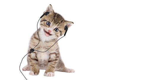 Ein amerikanisches Forschungsteam hat Musik extra für Katzen komponiert. Da kommen z.B. bestimmte Frequenzen und Geschwindigkeiten vor, die Katzen angeblich besonders gefallen. Ob Katzen aber wirklich musikalisch sind? (Foto: IMAGO, IMAGO / Panthermedia)