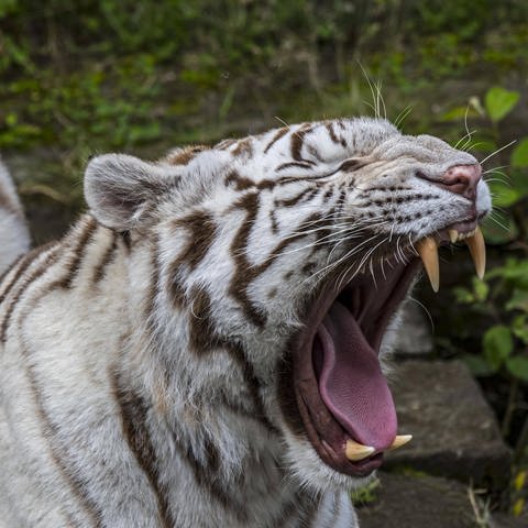 Auch der weiße Tiger (Panthera tigris) muss mal gähnen. (Foto: IMAGO, IMAGO/imageBROKER/alimdi / Arterra)