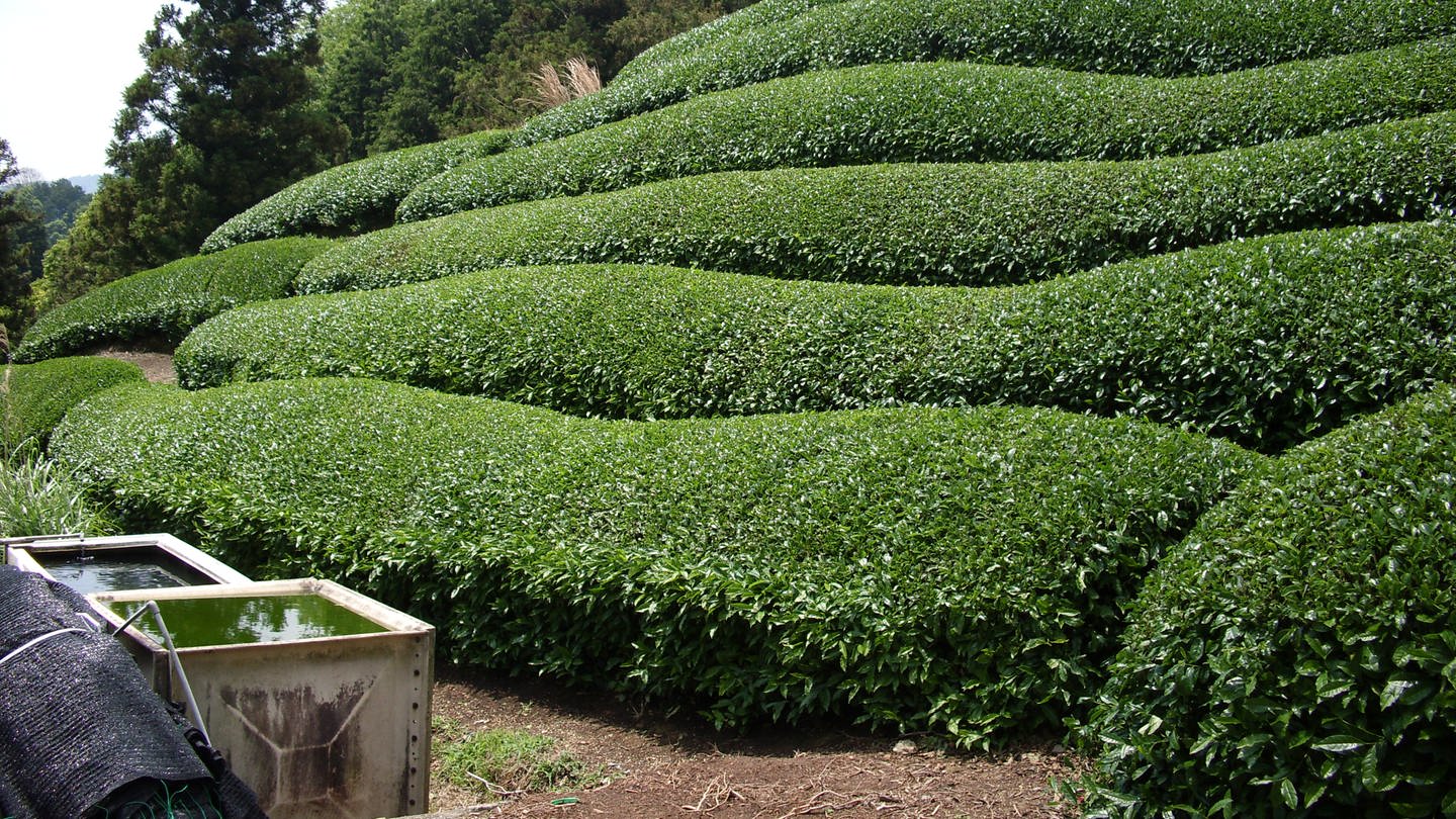 Teeplantage in Japan (Foto: SWR, Gábor Paál)