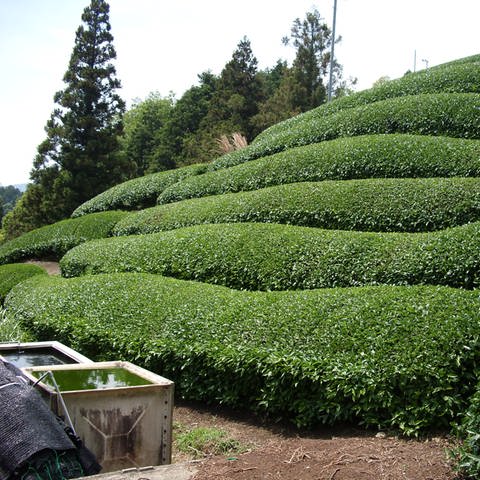 Teeplantage in Japan (Foto: SWR, Gábor Paál)