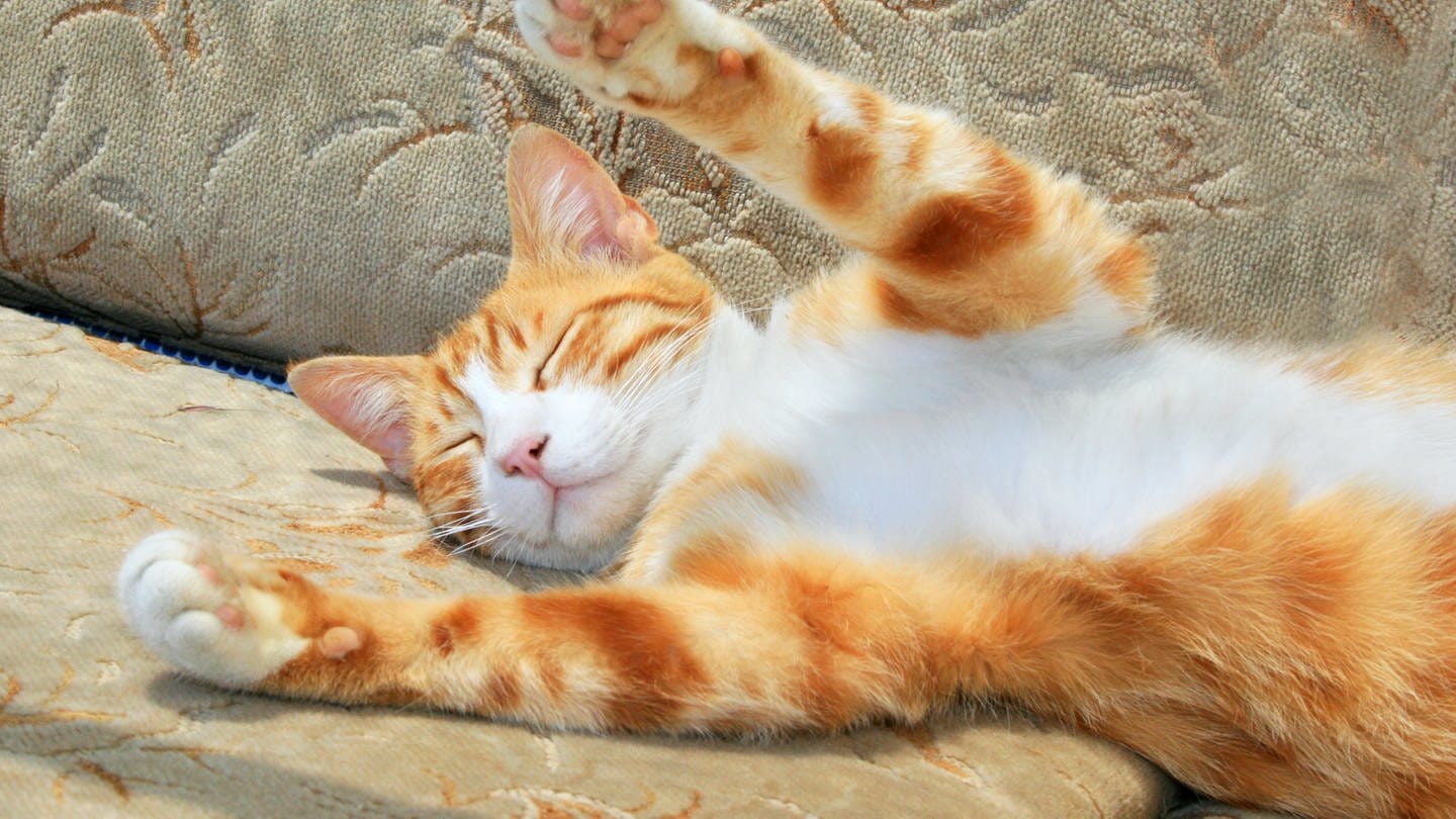 Schlafende Katze winkt mit den Pfoten: Ob Tiere träumen, ist schwer zu sagen. Denn der Traum wird als psychisches Erleben definiert und man kann kein Tier fragen, was es geträumt hat. (Foto: Colourbox)
