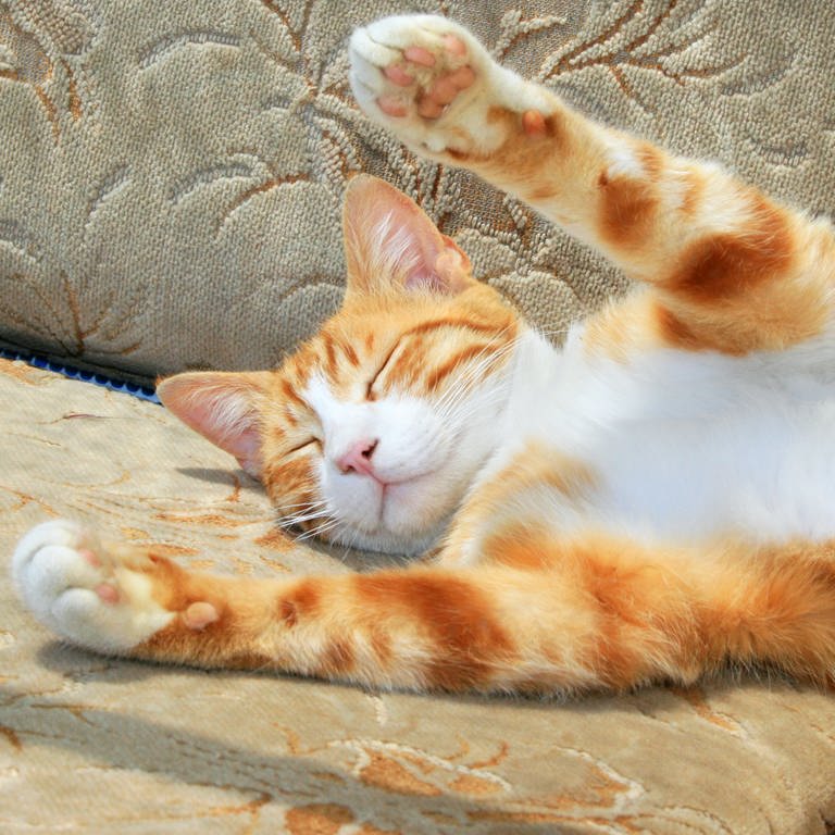 Schlafende Katze winkt mit den Pfoten: Ob Tiere träumen, ist schwer zu sagen. Denn der Traum wird als psychisches Erleben definiert und man kann kein Tier fragen, was es geträumt hat.  (Foto: Colourbox)