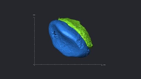 3D-Abbild des Fingerglieds eines Denisova-Menschen. Blau gekennzeichnet ist das Gelenk, der Rest des Knochens ist in Grün dargestellt.  (Foto: picture-alliance / Reportdienste, picture alliance / dpa | Max-Planck-Institut für evolutionäre Anthropologie)