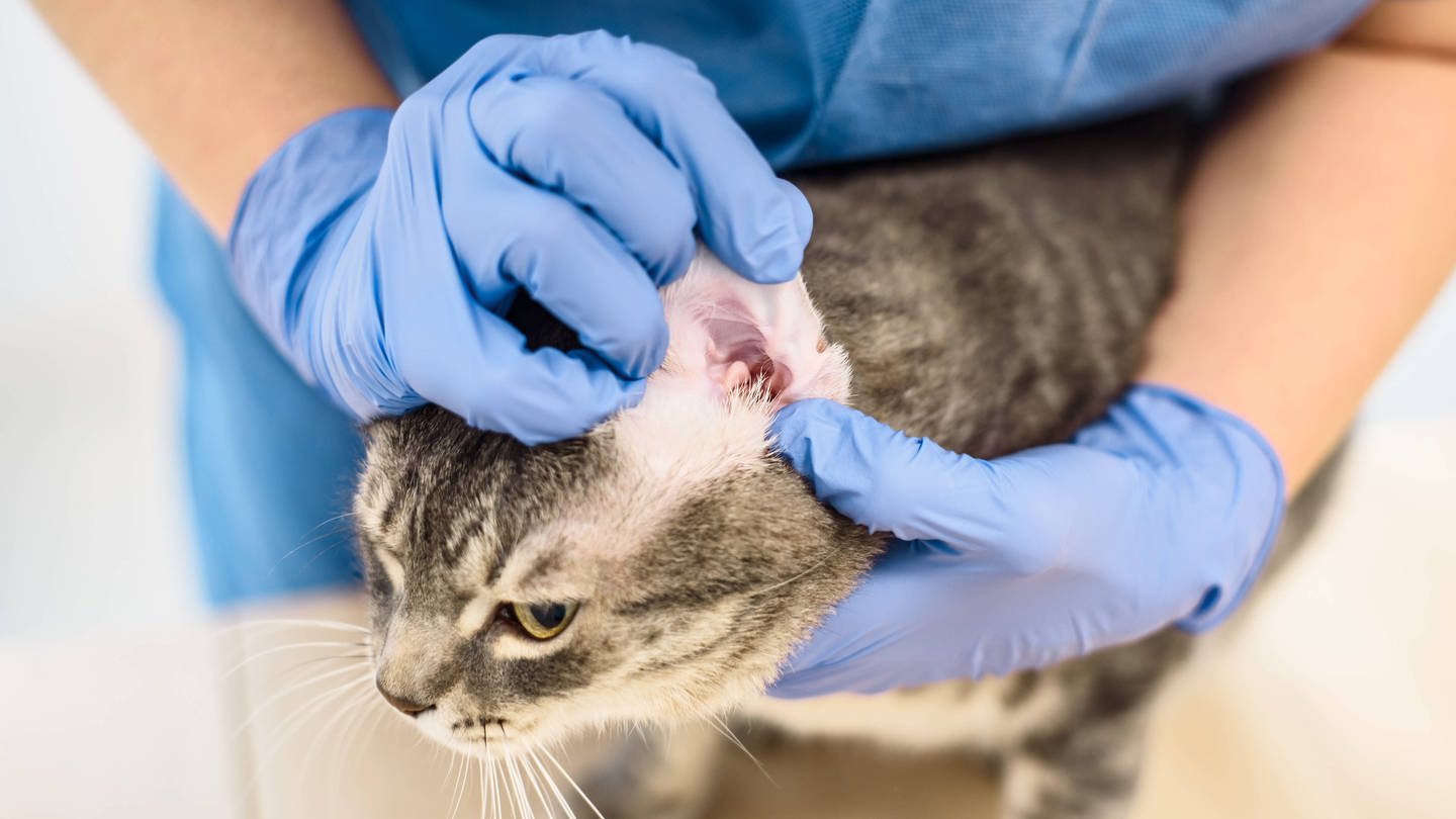 Ein Tierarzt untersucht das Ohr einer Katze: Katzen werden als Kitten gegen Ohrmilben behandelt. Sollten sie dennoch regelmäßig Probleme mit den Ohren haben, muss man sich den Abstrich unter dem Mikroskop anschauen und prüfen, was genau die Ursache ist: Pilze, Bakterien oder tatsächlich Milben. (Foto: IMAGO, IMAGO / Zoonar)
