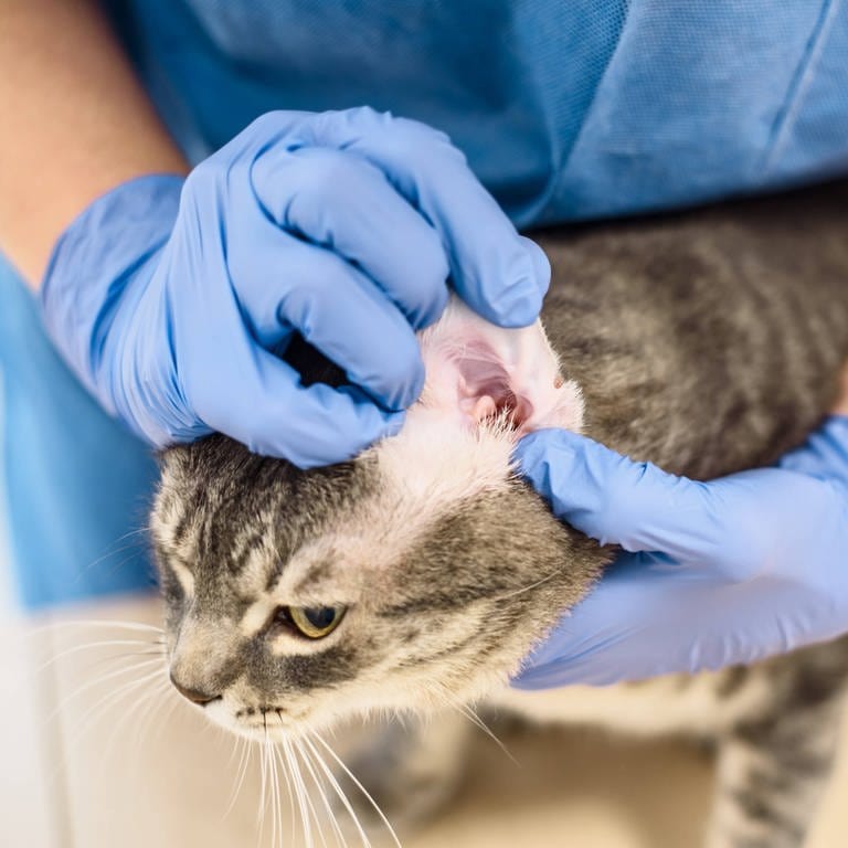 Ein Tierarzt untersucht das Ohr einer Katze: Katzen werden als Kitten gegen Ohrmilben behandelt. Sollten sie dennoch regelmäßig Probleme mit den Ohren haben, muss man sich den Abstrich unter dem Mikroskop anschauen und prüfen, was genau die Ursache ist: Pilze, Bakterien oder tatsächlich Milben. (Foto: IMAGO, IMAGO / Zoonar)