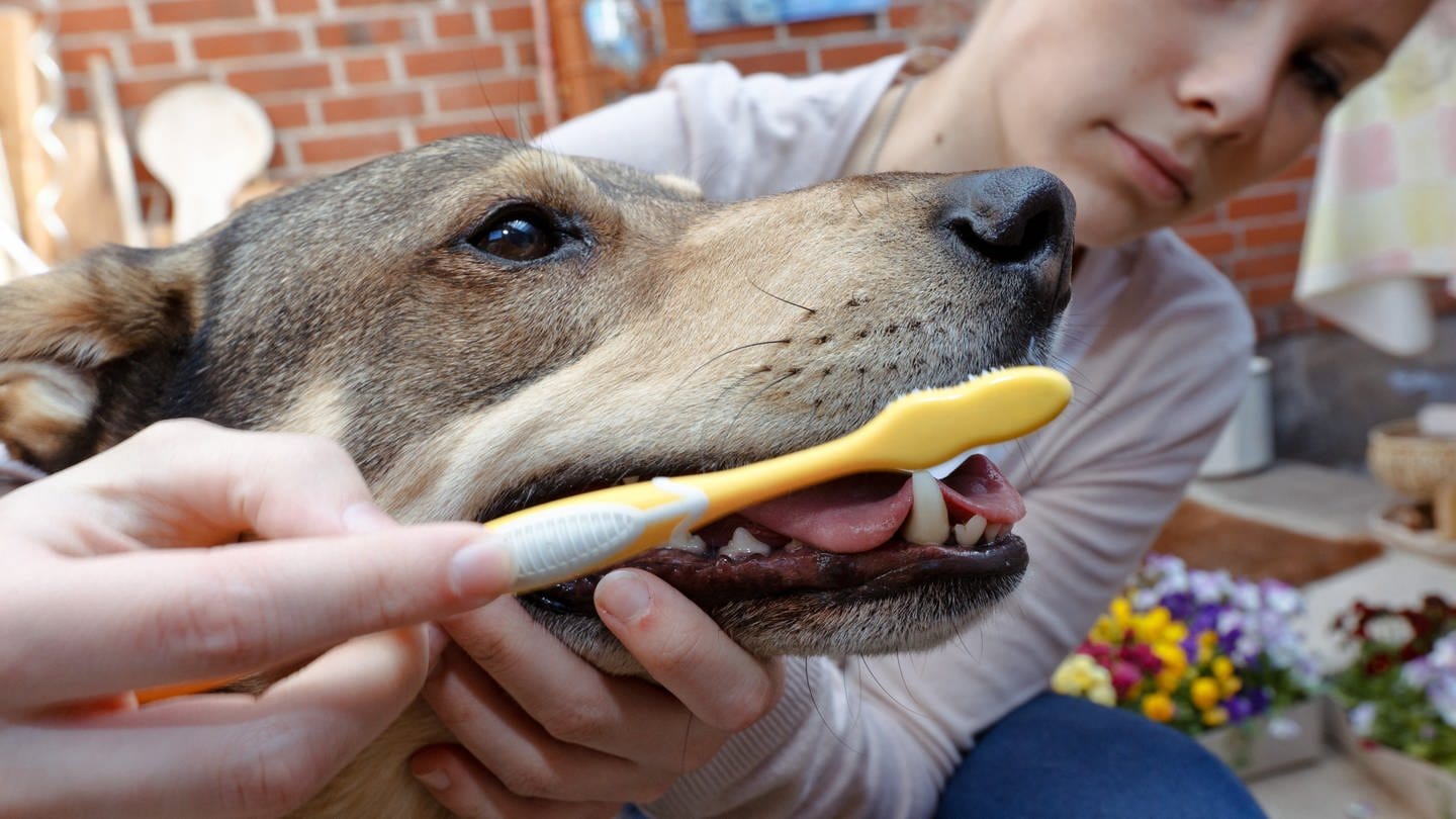 Eine Frau putzt ihrem Hund die Zähne mit einer gelben Zahnbürste: Bei Hunden ist es definitiv zu empfehlen, ihnen die Zähne zu putzen. Schon die Welpen sollte man trainieren, damit sie das Putzen akzeptieren, wenn es später relevant wird.