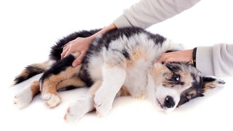 Ein Hund liegt am Boden, scheinbar krank: Avocados sind giftig für Hunde, insbesondere Schale und Kern. Wenn das Tier versehentlich davon gefressen hat, sollte man den Tierarzt kontaktieren. (Foto: Colourbox)