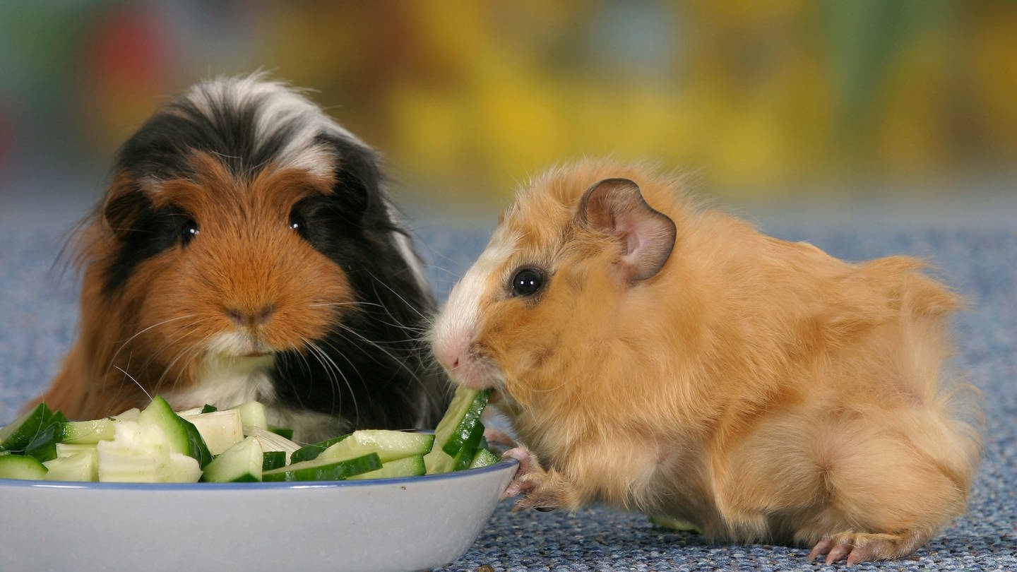 Zwei Meerschweinchen an Futternapf mit Gurkenstücken: Kaninchen und Meerschweinchen brauchen einen gewissen Rohfaseranteil im Futter. Das heißt Heu, das sie immer zur Verfügung haben müssen. Und sie brauchen Frischfutter wie Gurke, Salat oder Möhre. Ausschließlich Trockenfutter zu geben ist nicht ausreichend für die Nagetiere. (Foto: picture-alliance / Reportdienste, picture alliance / imageBROKER | P. Wegner)