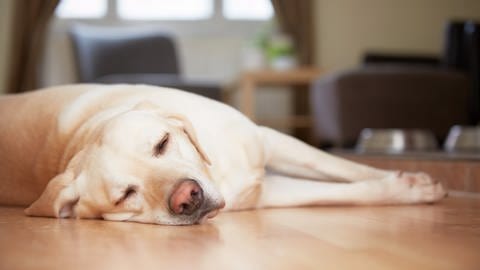 Schlafender Hund: Die Tiere können im Schlaf ähnlich wie Menschen träumen (Foto: Colourbox)