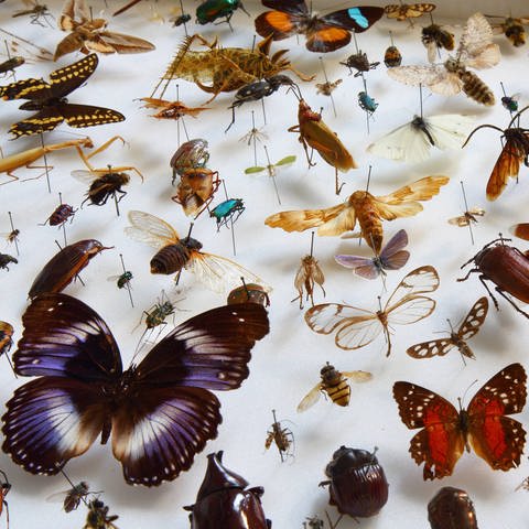 Insekten aus der Sammlung des Museums fuer Naturkunde in Berlin: Insekten gab es bereits vor mehr als 500 Millionen Jahren – lange bevor es Fische, Saurier oder Säugetiere gab. Weil es die Insekten schon so lange gibt, hatten sie viel Zeit, sich in der Evolution auseinanderzuentwickeln und in viele Arten aufzuspalten. (Foto: IMAGO, IMAGO / epd)