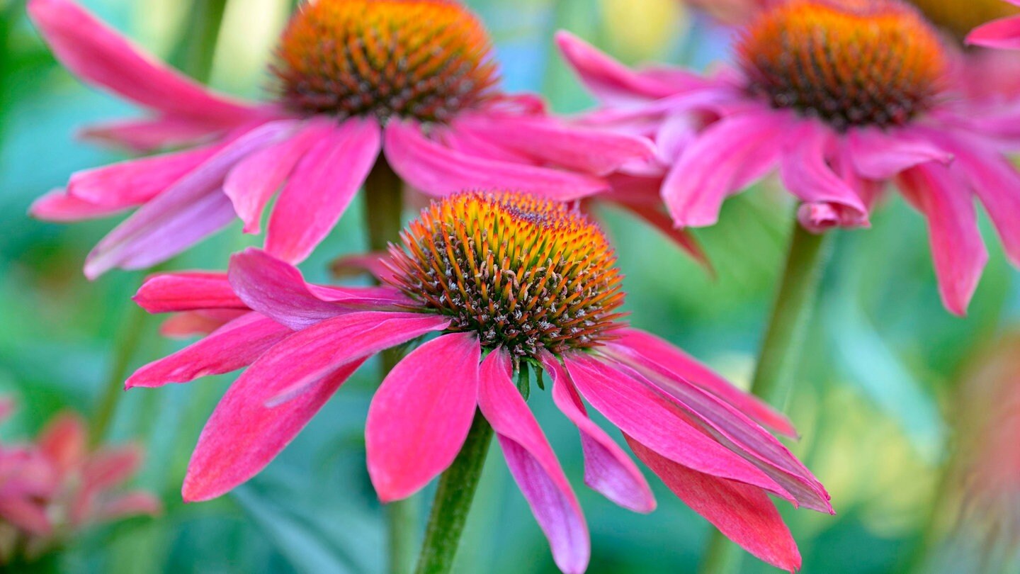 Purpur-Sonnenhut (Echinacea purpurea). Der Sonnenhut verträgt sich nicht mit Holunder; man sollte die beiden Pflanzen nicht nebeneinander setzen. (Foto: IMAGO, IMAGO / imagebroker)