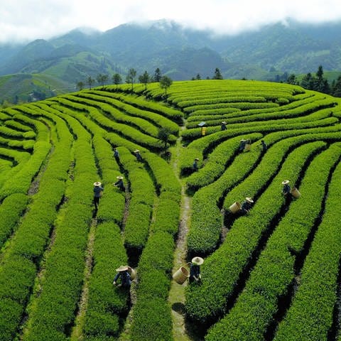 Tee-Pflücker bei der Arbeit auf einer Plantage in China: Tee und Cha sind unterschiedliche chinesische Dialekte. So lernten einige Kaufleute Tee als "Tee" kennen, andere als "Tschai" oder "Tscha". Auf diese Weise entwickelten sich diese beiden Bezeichnungen für Tee und gingen um die Welt. (Foto: dpa Bildfunk, picture alliance/dpa | Wei Peiquan)