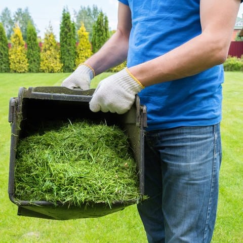 Ein Mann hält einen Container mit Grasschnitt nach dem Rasenmähen: Gras ist sehr gut für den Kompost, aber es sollte durchmischt werden. Denn wenn man einen zu großen Haufen Gras auf einmal auf den Kompost wirft, beginnt das Gras zu faulen.  (Foto: IMAGO, IMAGO / Pond5)