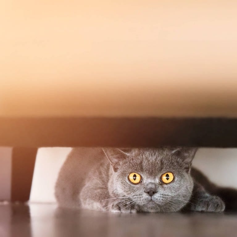 Katze unter Sofa: Lange bevor der Mensch etwas bemerkt, verziehen sich Katzen unters Sofa, wenn ein Gewitter im Anmarsch ist. Wie kann das sein? Haben sie einen "sechsten Sinn"? (Foto: IMAGO, IMAGO / Imaginechina-Tuchong)