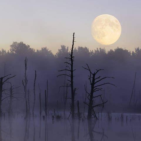 Mond über dem Naturschutzgebiet Schwenninger Moos: Ohne den Mond hätten wir keine verlässlichen Jahreszeiten. Denn der Mond stabilisiert die Erdachse. (Foto: IMAGO, IMAGO / imagebroker)