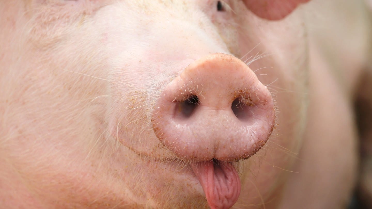 Schweinerüssel: Schweine können nicht pfeiffen (Foto: picture-alliance / Reportdienste, picture alliance | CHROMORANGE / Ernst Weingartner)