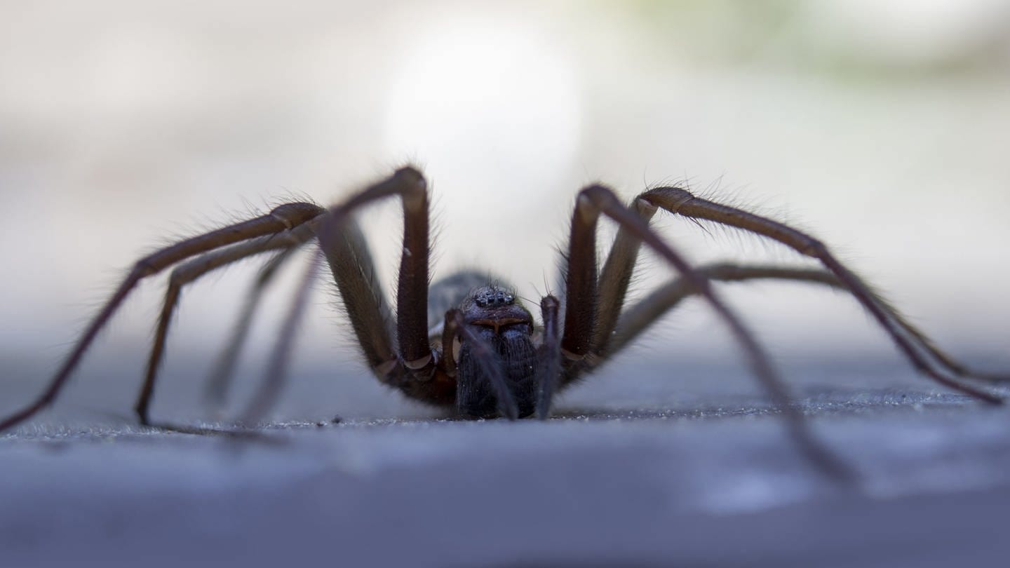 Hausspinne (eratigena artica): Die Spinne wird im Aberglauben als negatives Omen, als schlechtes Vorzeichen bewertet. (Foto: IMAGO, IMAGO / Panthermedia)
