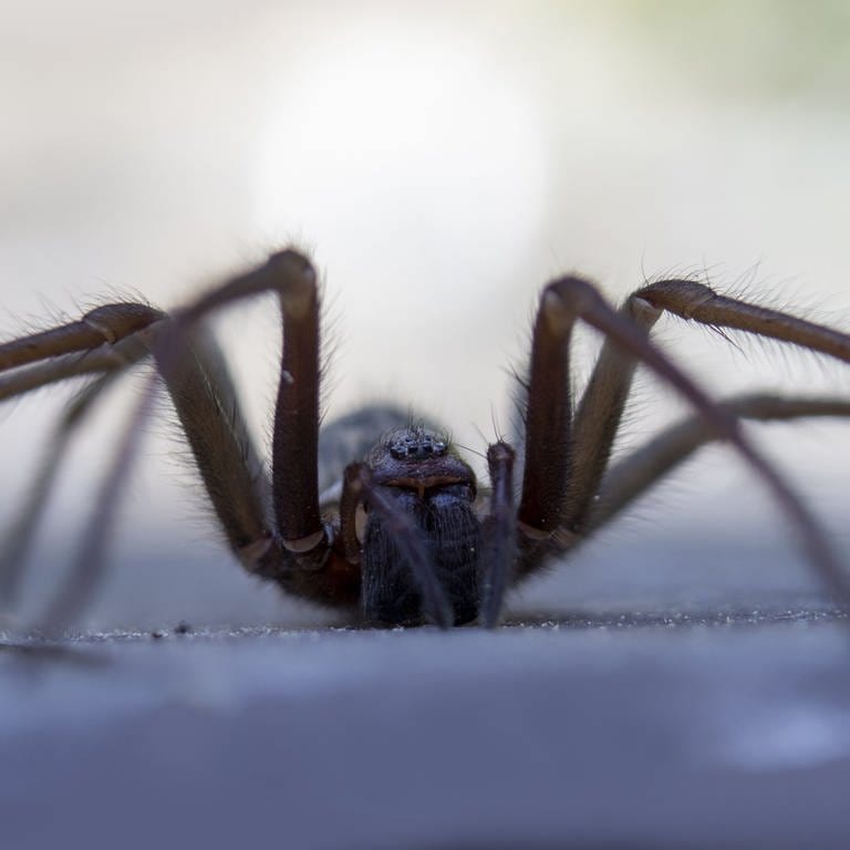 Hausspinne (eratigena artica): Die Spinne wird im Aberglauben als negatives Omen, als schlechtes Vorzeichen bewertet. (Foto: IMAGO, IMAGO / Panthermedia)