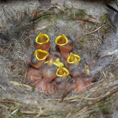 Blaumeisen im Nest: Eine Blaumeise kann bis zu 12 Eier legen – jeden Tag eins. Trotzdem schlüpfen die Jungen alle gleichzeitig, denn gebrütet wird erst, wenn das Gelege vollständig ist.  (Foto: IMAGO, IMAGO / McPHOTO)