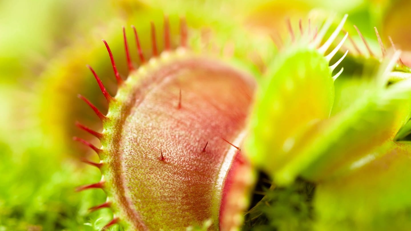 Die Venusfliegenfalle gehört zu den aktiven fleischfressenden Pflanzen (Foto: IMAGO, IMAGO / Design Pics)