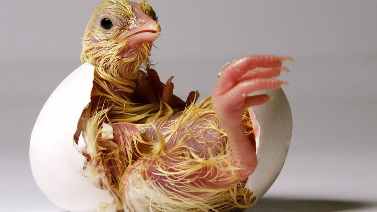 Ein Hühnerküken befreit sich aus dem Ei: Eine kleine Luftblase im Ei versorgt das heranwachsende Küken mit Luft. Und es gibt noch eine weitere Sauerstoffquelle: Die Schale ist luftdurchlässig. (Foto: IMAGO, IMAGO / Melanie Bauer)