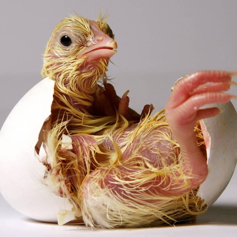 Ein Hühnerküken befreit sich aus dem Ei: Eine kleine Luftblase im Ei versorgt das heranwachsende Küken mit Luft. Und es gibt noch eine weitere Sauerstoffquelle: Die Schale ist luftdurchlässig. (Foto: IMAGO, IMAGO / Melanie Bauer)