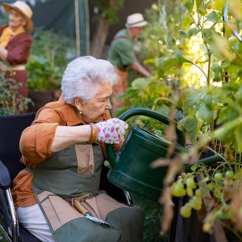 Seniorin im Rollstuhl gießt Pflanzen in einem Hochbeet: Das Hochbeet lässt sich als begrenzter Raum gut kontrollieren. Dort kann man Tomaten, Salat, Radieschen oder Rettich anpflanzen. Und auch für Menschen mit körperlichen Einschränkungen sind die Beete gut erreichbar.