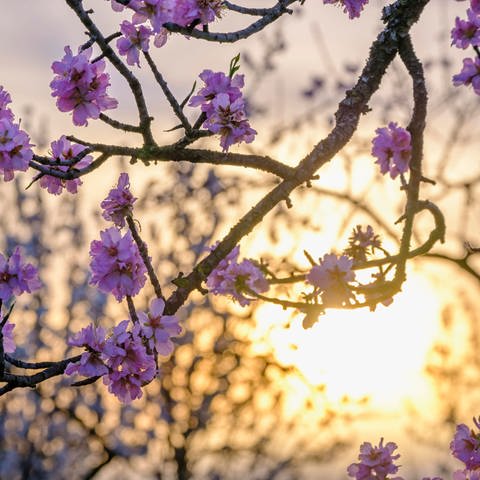 Mandelblüten bei Sonnenaufgang. "Ostern" geht vermutlich auf ein indogermanisches Wort zurück, das so viel wie "Morgenröte" bedeutet (Foto: IMAGO, IMAGO / imagebroker)