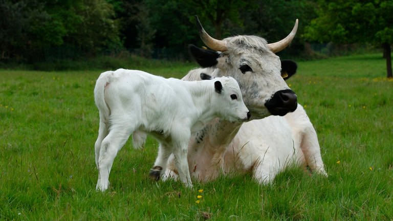 Englisches Parkrind: weiße Kuh mit weißem Kalb auf der Weide