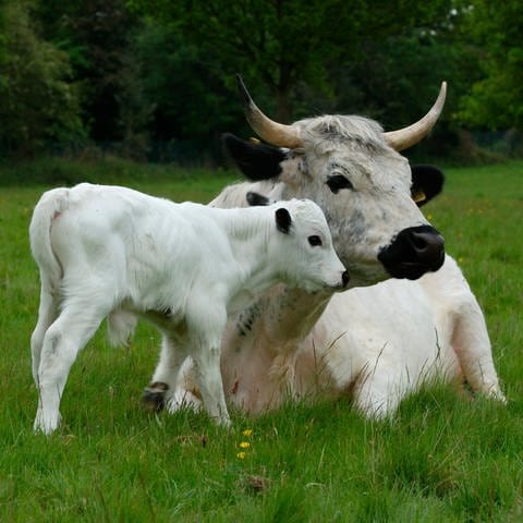 Englisches Parkrind: weiße Kuh mit weißem Kalb auf der Weide