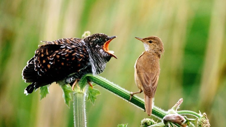 Ein Kuckuckskind neben einem Teichrohrsänger: Der Kuckuck gehört zu den schlecht beleumundeten Tieren, zu den "Teufelstieren". Natürlich auch deswegen, weil der Kuckuck ein hinterhältiger Vogel ist, der einem gerne etwas unterjubelt. 