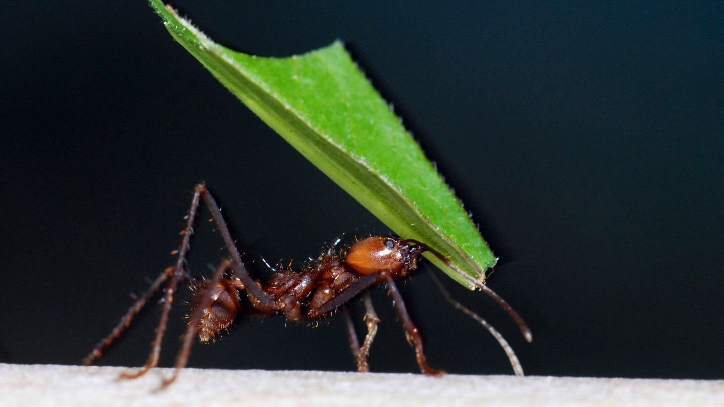 Blattschneiderameise trägt nachts ein Blatt: Auch Ameisen ruhen; sie sind nicht ununterbrochen fleißig (Foto: IMAGO, IMAGO / Ardea)