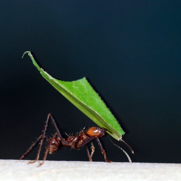 Blattschneiderameise trägt nachts ein Blatt: Auch Ameisen ruhen; sie sind nicht ununterbrochen fleißig