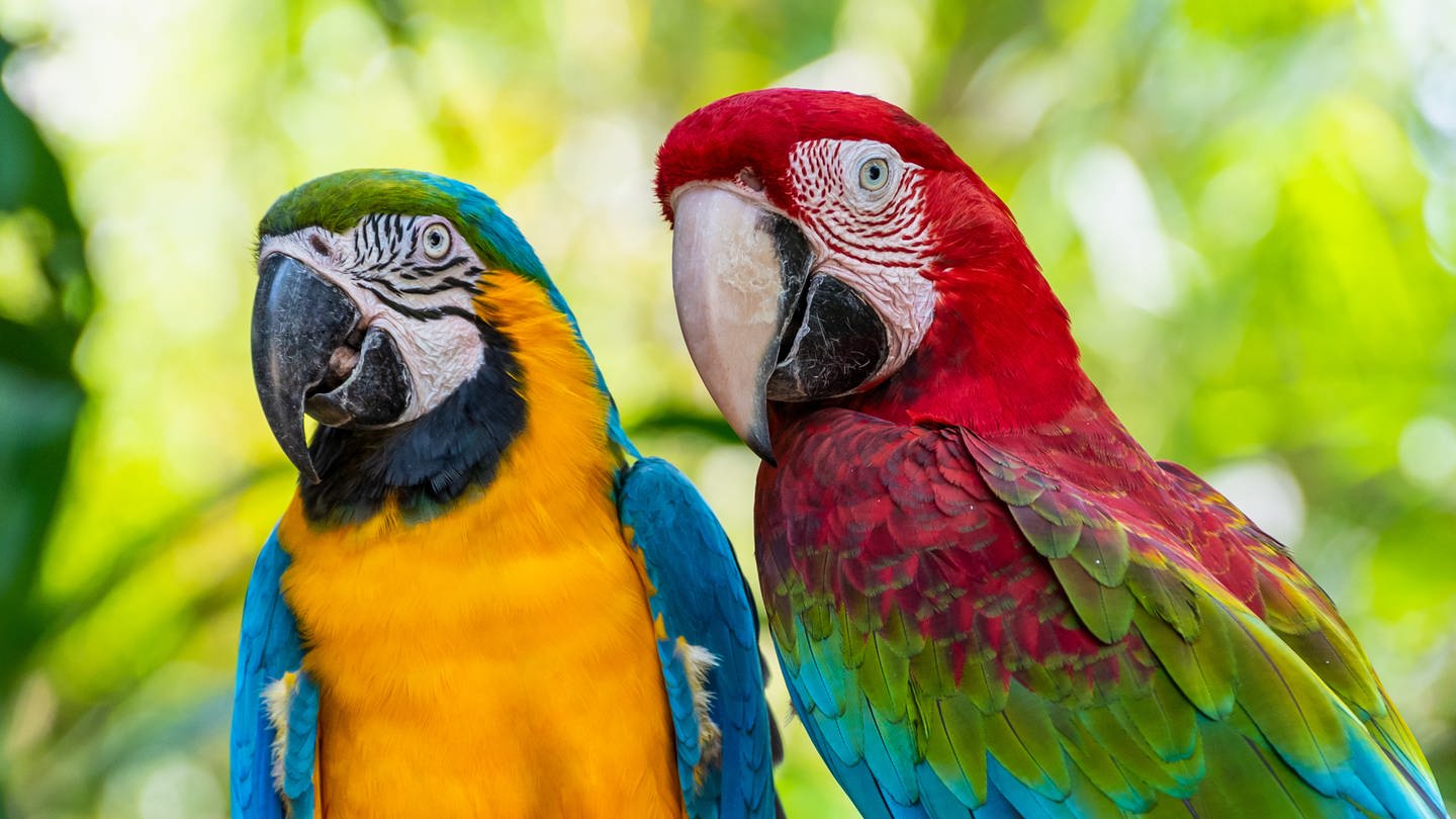 Zwei Aras: Die höchste Lebenserwartung haben größere Vögel. So können Greifvögel bis zu 70 Jahre alt werden. Und Papageien können gut ein Menschenalter erreichen. (Foto: IMAGO, IMAGO / Panthermedia)