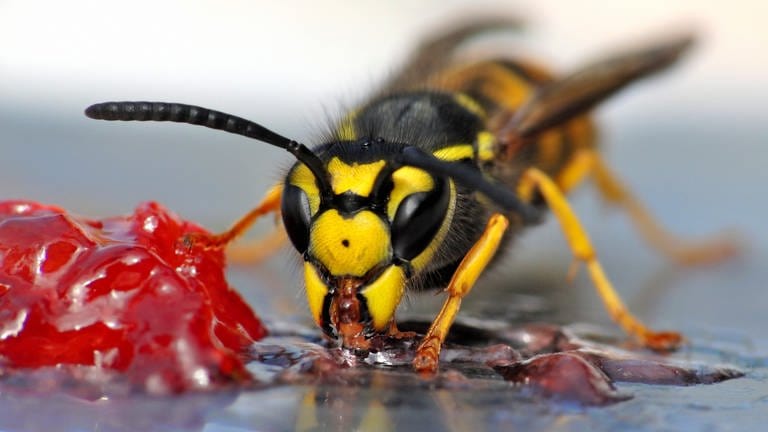 Eine Wespe frisst: Fliegen ist ein sehr energieverbrauchender Prozess. Vor allem Kohlehydrate sind da als Energielieferanten begehrt, und die stecken z.B. in Süßigkeiten. (Foto: Colourbox)