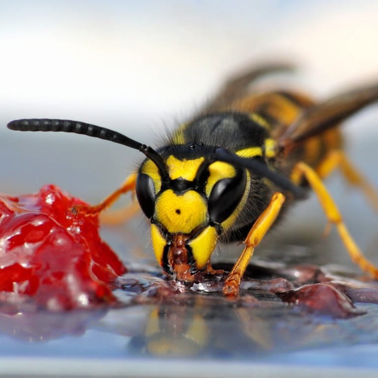 Eine Wespe frisst: Fliegen ist ein sehr energieverbrauchender Prozess. Vor allem Kohlehydrate sind da als Energielieferanten begehrt, und die stecken z.B. in Süßigkeiten. (Foto: Colourbox)