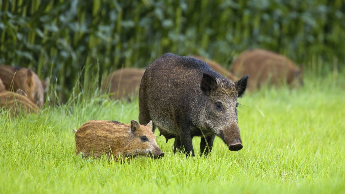Wildschweine – im frühen Palästina Nahrungsmittelkonkurrent und damit wohl historische Ursache des Schweinefleischverbots (Foto: IMAGO, imago/Nature in Stock)