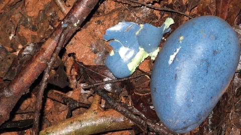 Cassowary Plum (Cerbera floribunda): Die Früchte diesre Pflanze, die u. a. in Australien vorkommt, sind außergewöhnlich blau. Ein Farbton, der sonst in der Natur kaum vorkommt (Foto: IMAGO, IMAGO / agefotostock)