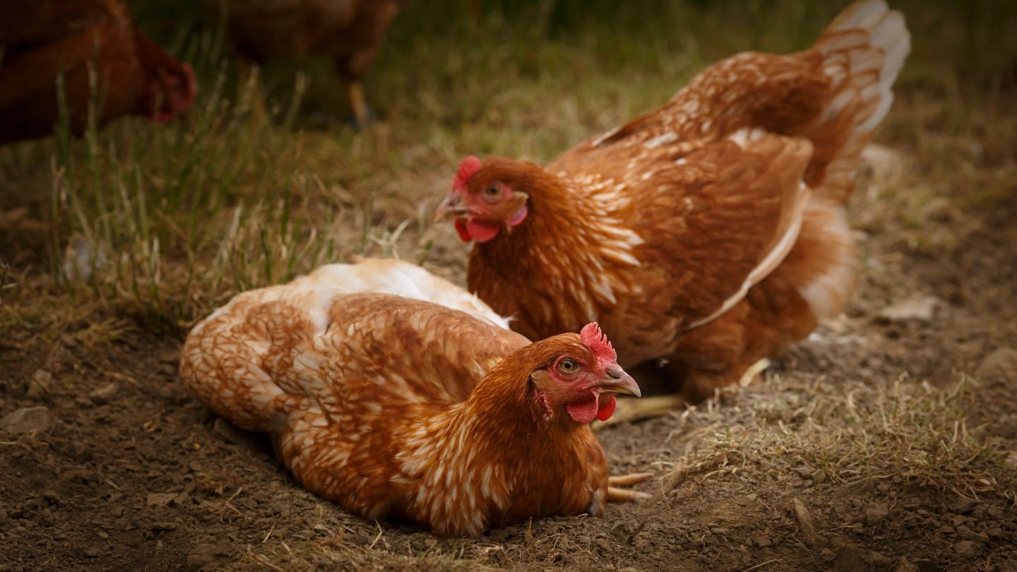 Hühner scharren ein Nest: Warum Hennen nach der Eiablage schreien, ist nicht klar. Vermutlich ist es ein Signal an die anderen Hühner, dass die Fortpflanzung erfolgreich durchgeführt wurde. (Foto: picture-alliance / Reportdienste, picture alliance / photothek | Ute Grabowsky)