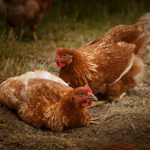 Hühner scharren ein Nest: Warum Hennen nach der Eiablage schreien, ist nicht klar. Vermutlich ist es ein Signal an die anderen Hühner, dass die Fortpflanzung erfolgreich durchgeführt wurde.