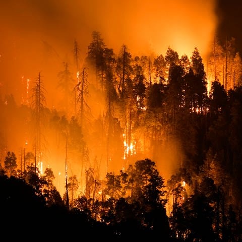 Waldbrand in Kalifornien  USA: Der Klimawandel verändert aber die Verteilung von Niederschlägen. Er führt dazu, dass wir im Schnitt häufigere, teilweise lokale Starkregen haben, dazwischen aber längere Dürreperioden. Das ist der eigentliche Faktor, der dazu führen könnte, dass bei steigenden globalen Temperaturen das Waldbrandrisiko steigt.
